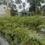 Kebun cabai rawit dan Smart Green House (SGH) P4S Sari Hutan Abadi di Desa Pinilih, Kecamatan Dimembe, Kabupaten Minahasa Utara. Foto: Ridho L Tobing/Sudara.id