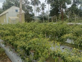 Kebun cabai rawit dan Smart Green House (SGH) P4S Sari Hutan Abadi di Desa Pinilih, Kecamatan Dimembe, Kabupaten Minahasa Utara. Foto: Ridho L Tobing/Sudara.id