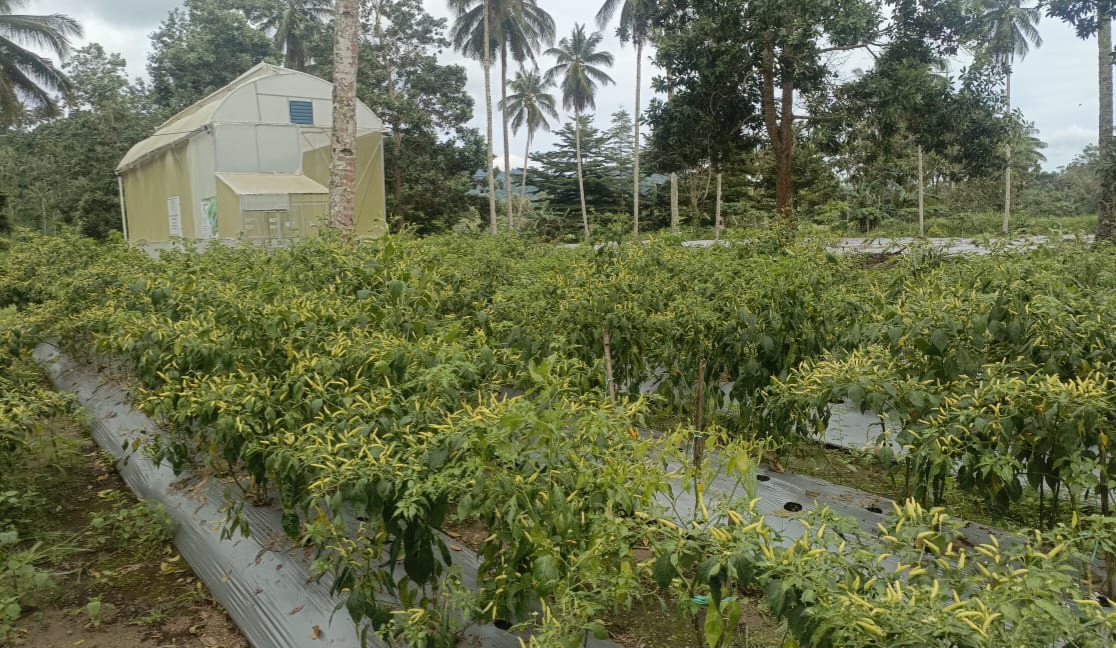 Kebun cabai rawit dan Smart Green House (SGH) P4S Sari Hutan Abadi di Desa Pinilih, Kecamatan Dimembe, Kabupaten Minahasa Utara. Foto: Ridho L Tobing/Sudara.id